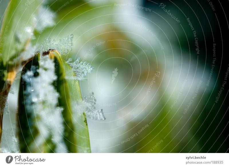 Beauty of Winter III Environment Nature Plant Water Climate Ice Frost Snow Bushes Leaf Foliage plant Cold Green Black White Frozen Crystal Ice crystal Fragile