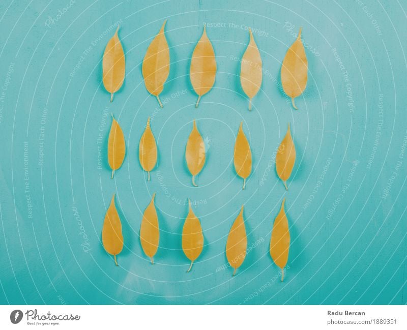 Yellow Autumn Leaves On Turquoise Wood Table Decoration Environment Nature Plant Leaf Natural Blue Multicoloured Emotions Colour shaped Object photography