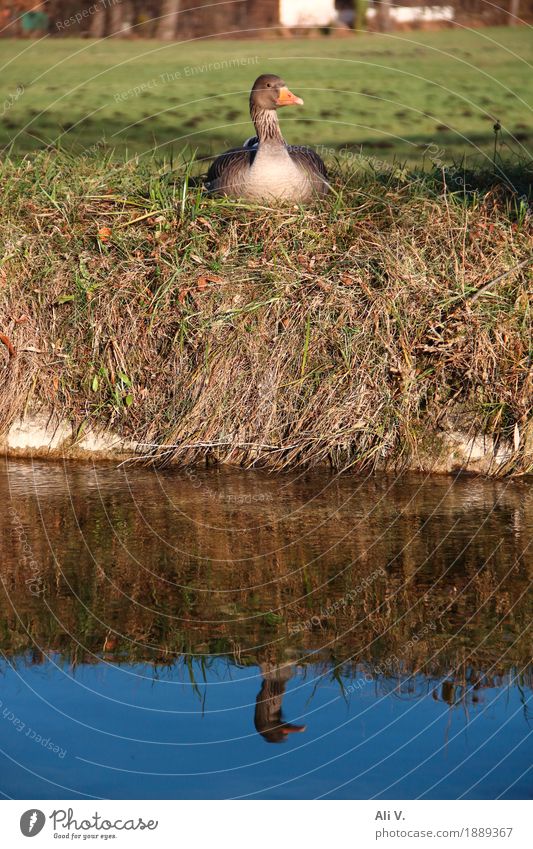 Mirror, mirror Nature Water Beautiful weather Grass Goose 1 Animal Sit Wet Natural Blue Brown Yellow Green Orange Contentment Colour photo Exterior shot Day