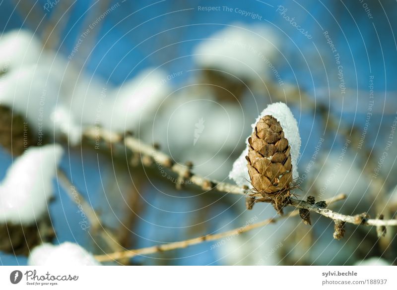 Beauty of Winter IV Environment Nature Plant Water Sky Climate Climate change Weather Ice Frost Snow Tree Park Caution Serene Calm deceleration Sylvia Bechle