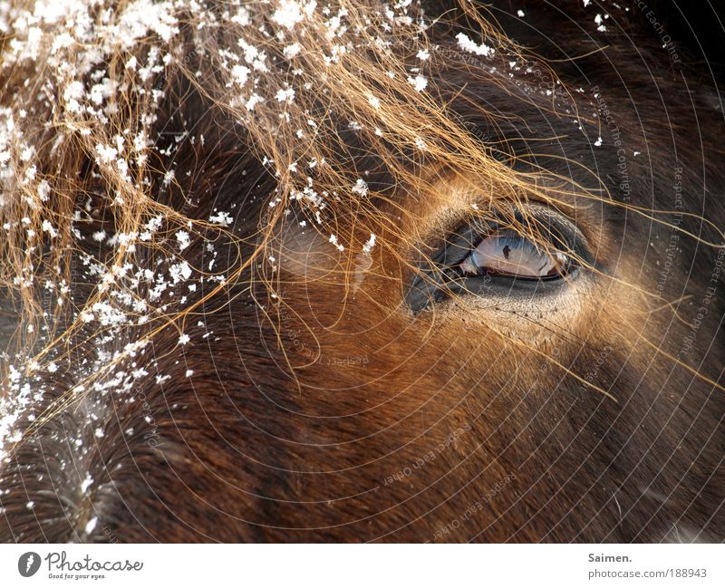 2 ponies Winter Snow Snowfall Animal Farm animal Horse 1 Cold Wet Brown Elegant Nature Eyes Pony Self portrait Pelt Coat color Eyelash me in the eye