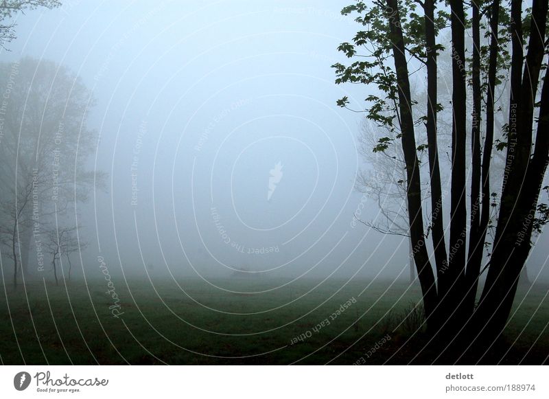 cloud cuckoo grove Landscape Autumn Fog Tree Park Meadow Forest Moody Romance Attentive Serene Calm Longing Homesickness Wanderlust Loneliness Subdued colour