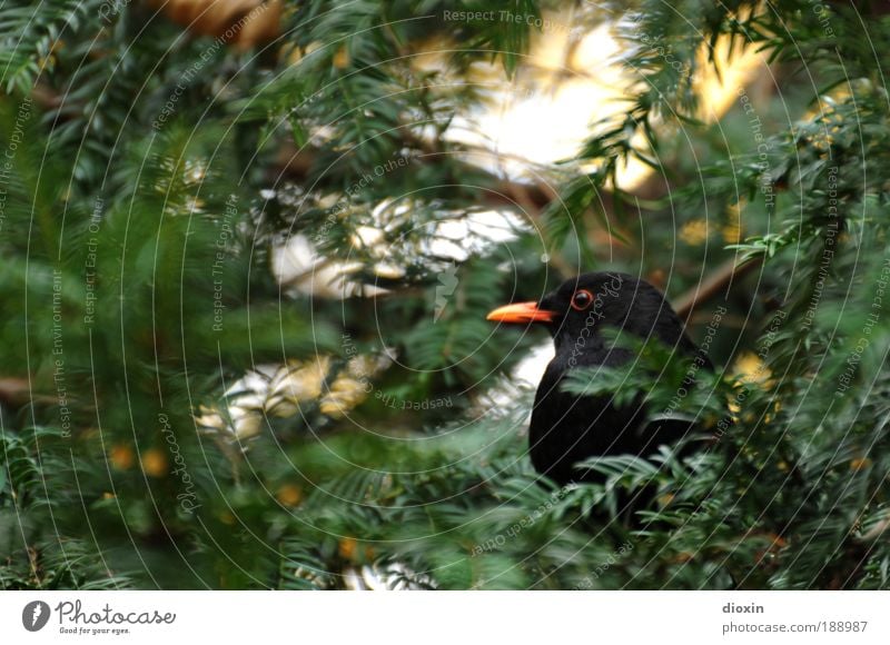 Blackbird (Turdus merula) N°3 Environment Nature Plant Animal Tree Leaf Garden Park Forest Wild animal Bird Animal face Wing 1 Crouch Looking Wait Natural Green