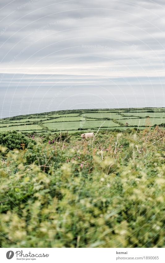 Hidden cow Relaxation Calm Vacation & Travel Trip Far-off places Freedom Summer vacation Ocean Island Hiking Environment Nature Landscape Water Field Hill Coast