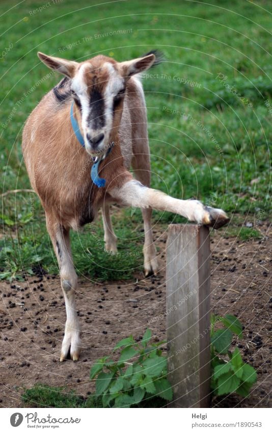 Pedicure please ... Environment Nature Plant Animal Summer Grass Meadow Pet Goats 1 Looking Stand Exceptional Uniqueness Brown Gray Green Black White