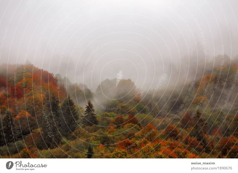 Autumn rain in mountain forest. Colorful wood in clouds Vacation & Travel Tourism Mountain Nature Landscape Sky Weather Storm Fog Rain Tree Leaf Forest Hill