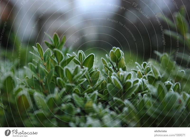 Frostbitten Plant Winter Green Beech Leaf Bushes Frozen Cold Growth Colour photo Exterior shot Detail Copy Space top Focus on