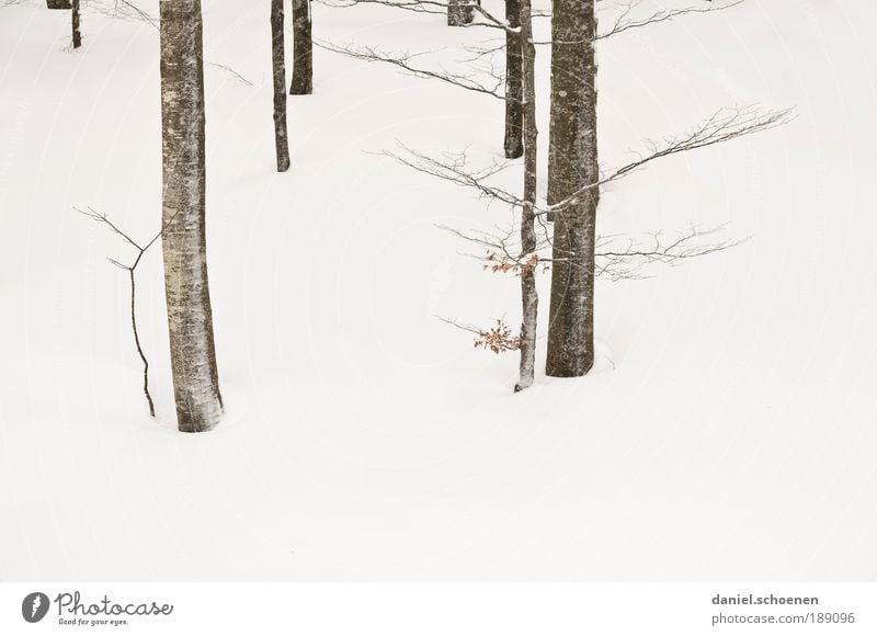 Reality! Environment Nature Plant Winter Ice Frost Snow Tree Bright White Abstract Tree trunk Branch Beech tree Deserted