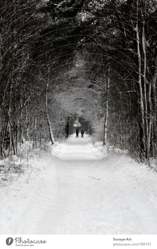 snow walk Human being 2 Nature Landscape Winter Snow Forest Lanes & trails Movement Relaxation Cold White Friendship Together Leisure and hobbies Idyll Break