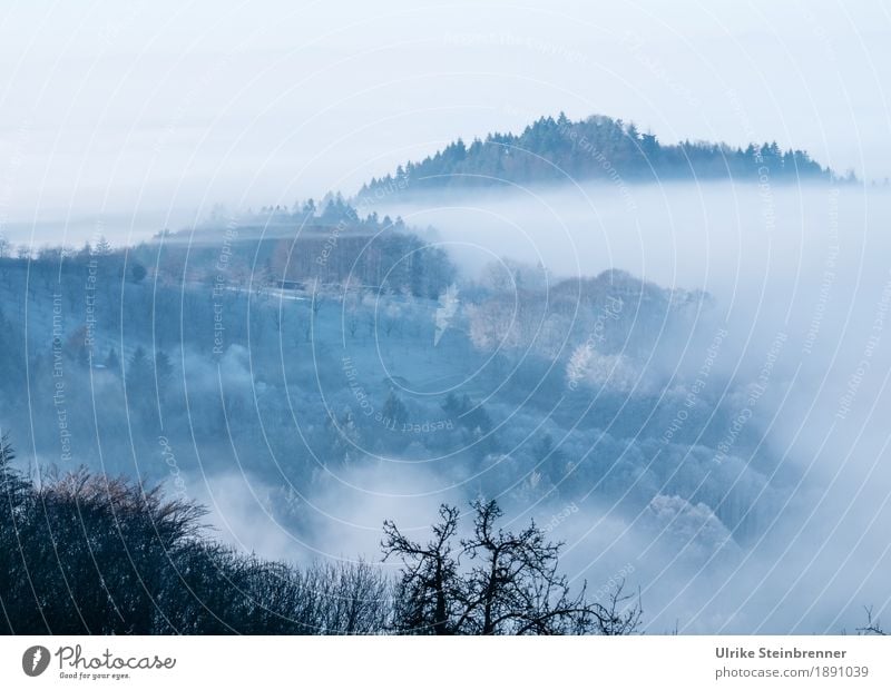 Frosty Black Forest 1 Environment Nature Landscape Plant Sky Sunlight Winter Climate Weather Fog Ice Tree Bushes Agricultural crop Fir tree Fruit trees Field