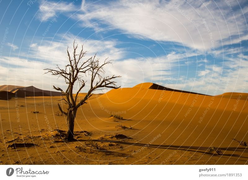 Sossusvlei (Namibia) Environment Nature Landscape Plant Animal Earth Sand Air Sky Clouds Sun Summer Autumn Beautiful weather Warmth Drought Tree Hill Desert