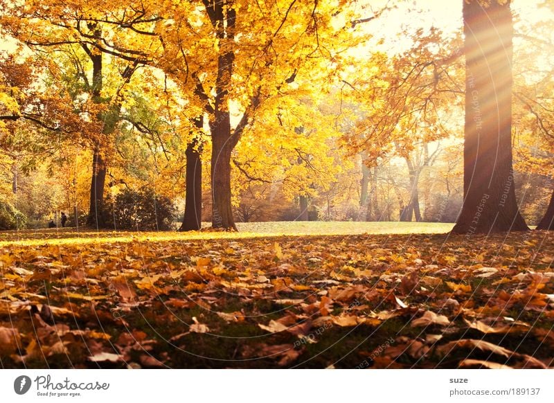 remembrance Environment Nature Landscape Autumn Tree Leaf Park Meadow Esthetic Fantastic Beautiful Yellow Gold Emotions Time Autumn leaves Autumnal Seasons