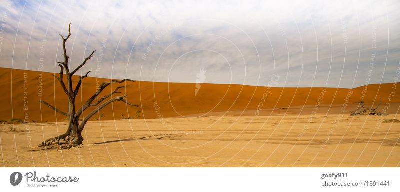 Deadvlei (Namibia) Environment Nature Landscape Plant Elements Earth Sand Air Sky Clouds Horizon Sunlight Summer Warmth Drought Tree Hill Desert Dune