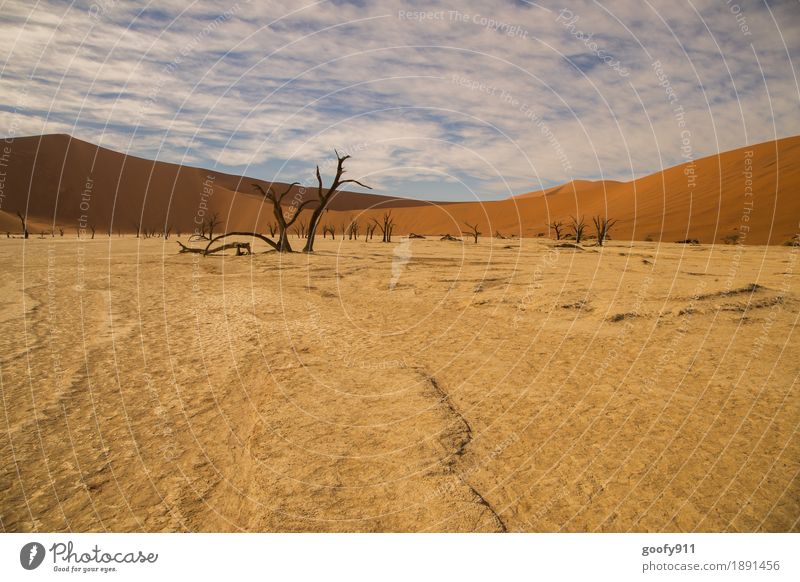 Deadvlei (Namibia) Environment Nature Landscape Plant Animal Elements Earth Sand Air Sky Clouds Horizon Sunlight Summer Warmth Drought Tree Hill Desert Dune