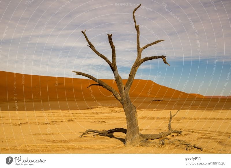 Deadvlei (Namibia) Environment Nature Landscape Plant Animal Elements Earth Sand Air Sky Clouds Sun Sunlight Summer Autumn Beautiful weather Warmth Drought Tree