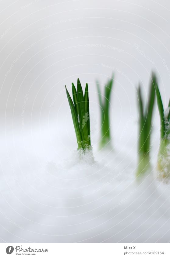 spring awakening Garden Nature Spring Climate Climate change Weather Bad weather Ice Frost Snow Plant Flower Grass Blossom Foliage plant Park Meadow Growth