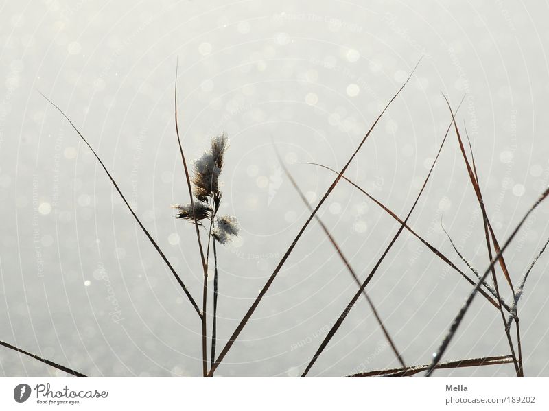 Still cold Environment Nature Plant Winter Climate Climate change Weather Ice Frost Snow Grass Glittering Growth Cold Moody Idyll Pure Calm Colour photo