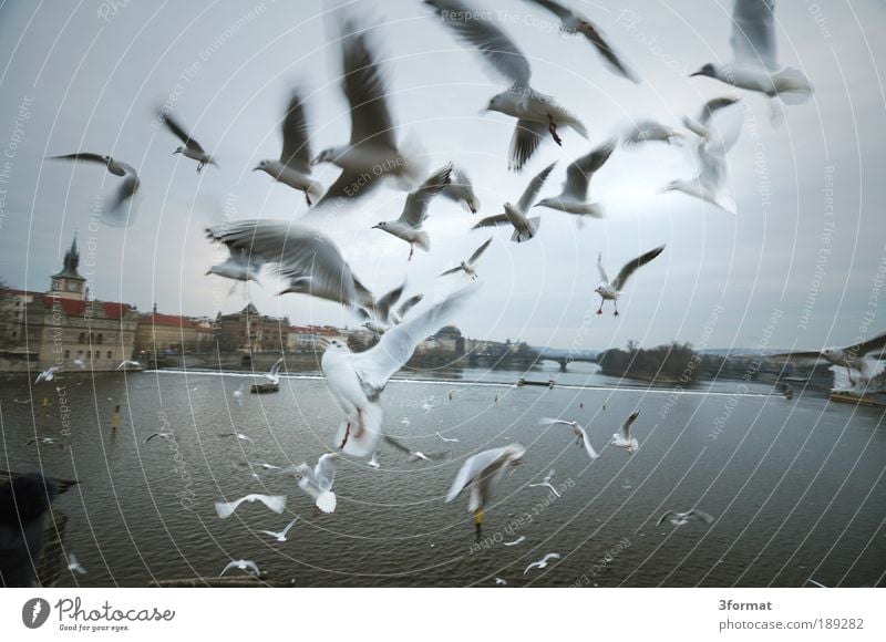 Charles Bridge Sky Autumn Winter River bank Capital city Old town Tourist Attraction Landmark Aviation Bird Wing Zoo Group of animals Flock Flying Scream Romp