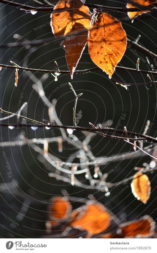 The sky is crying Nature Drops of water Winter Plant Tree Leaf Twigs and branches Lakeside Line Illuminate Wet Moody Sadness Hope Colour photo Exterior shot