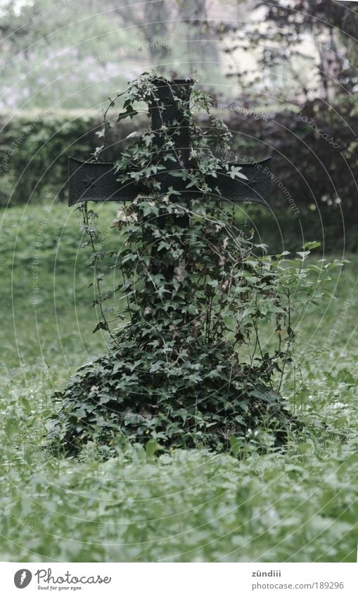 forgotten Metal Sign Crucifix Growth Old Moody Sadness Grief Death Loneliness Life Overgrown Cemetery Ivy Tendril Subdued colour Exterior shot Twilight Day