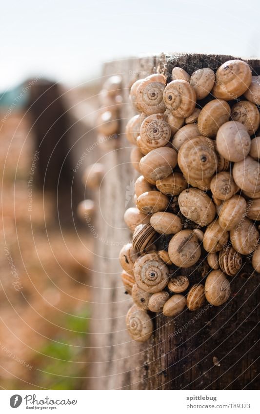 snail post Nature Animal Summer Beautiful weather Beach Ocean Mussel Group of animals Blue Brown Green Red White Calm Claustrophobia Colour photo Exterior shot