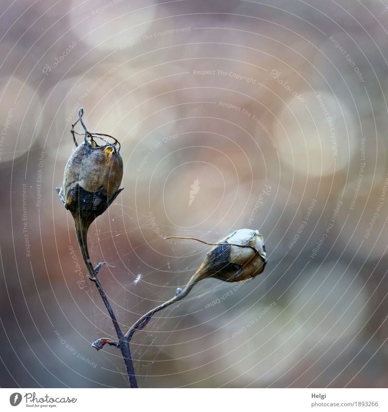 transient ... Environment Nature Plant Autumn Stalk Seed Park Old Stand To dry up Authentic Uniqueness Small Natural Brown Gray Moody Unwavering Life Transience