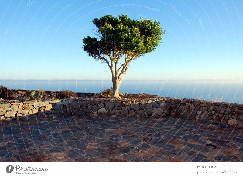 dream tree Environment Landscape Air Sky Horizon Summer Beautiful weather Tree Foliage plant Island Gomera Terrace Longing Wanderlust Loneliness Freedom