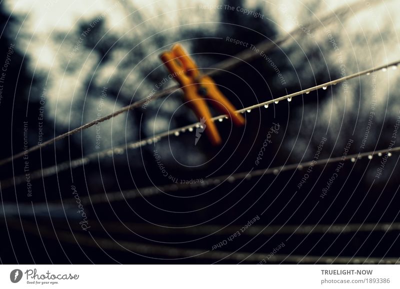 Just let it hang... Living or residing Garden Clothesline clothespin Nature Drops of water Autumn Winter Rain Tree Bushes Dark Cold Near Wet Gloomy Yellow Gray