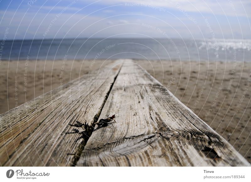 The old board and the sea Elements Earth Sand Air Water Sky Climate Climate change Beautiful weather Coast Beach North Sea Lake Contentment Uniqueness