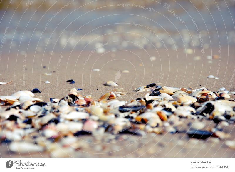 clam search Vacation & Travel Tourism Trip Summer Summer vacation Sun Beach Ocean Island Waves Environment Nature Elements Earth Sand Water Beautiful weather