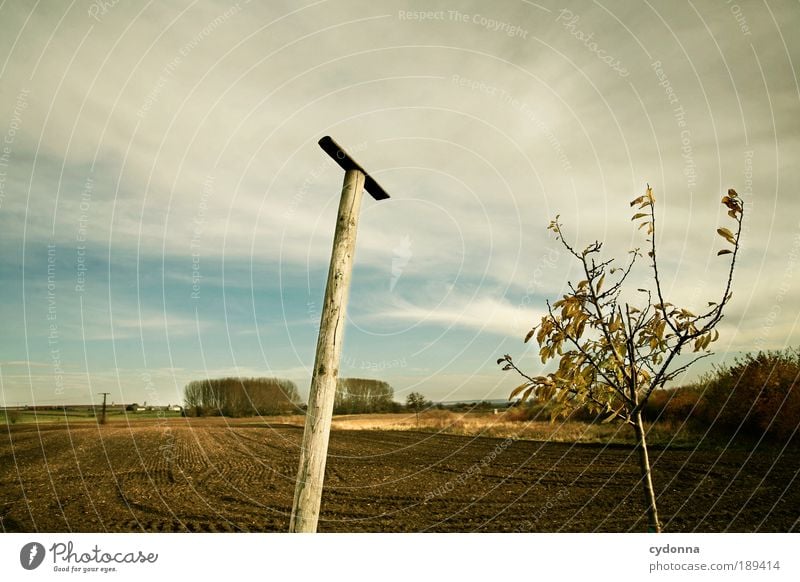 Where's the birdie? Well-being Relaxation Calm Far-off places Freedom Hiking Environment Nature Landscape Sky Autumn Tree Field Esthetic Loneliness Idea Idyll