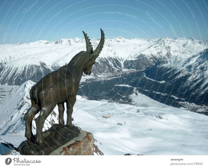 Winter landscape Switzerland Engadin Piz Nair Ski resort Engadine Mountain Snow Snowcapped peak Chamois Statue Valley Ski run Panorama (View) Snowscape