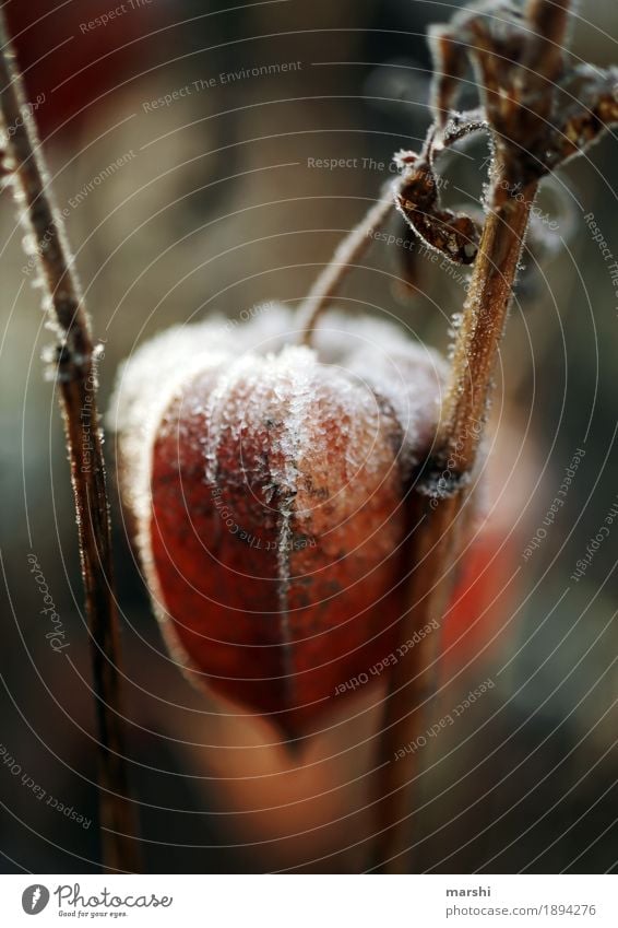 chill Nature Winter Leaf Agricultural crop Wild plant Garden Moody Chinese lantern flower Orange Cold Bushes Colour photo Exterior shot Close-up Detail