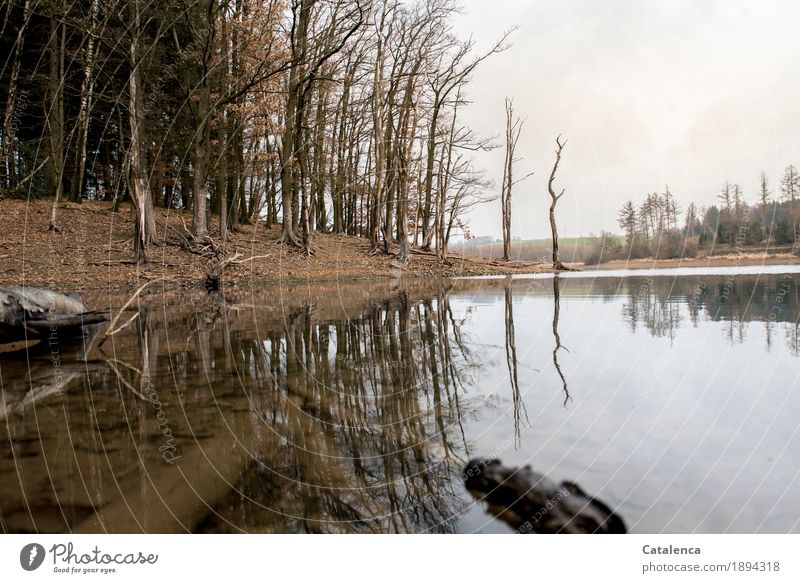 Break, bank of a dam in winter with bare trees Hiking Landscape Earth Water Winter Bad weather Tree Leaf Beech wood Fir tree Lakeside Reservoir Wood Driftwood