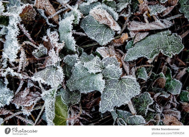 Hoarfrost 3 Environment Nature Plant Earth Winter Weather Ice Frost Leaf Garden Park Meadow Freeze Glittering Lie To dry up Growth Cold Natural Green Hoar frost