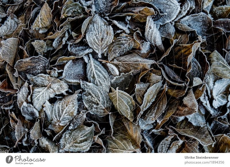 hoarfrost 5 Environment Nature Plant Winter Weather Ice Frost Leaf Garden Park Meadow Freeze Glittering Lie To dry up Cold Natural Brown Green White Change