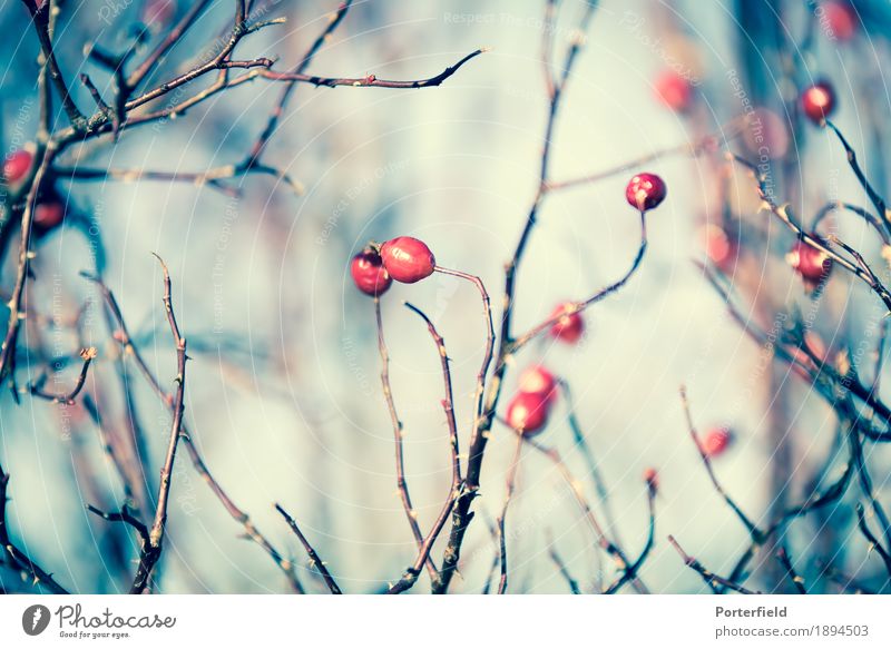 A sunny day for a red berry Environment Nature Plant Air Sky Sun Sunlight Autumn Winter Weather Beautiful weather Bushes Park Forest Cold Colour photo