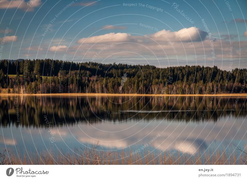 middle class Vacation & Travel Nature Landscape Sky Clouds Forest Lakeside bannwaldsee Calm Contentment Loneliness Relaxation Idyll Religion and faith Symmetry