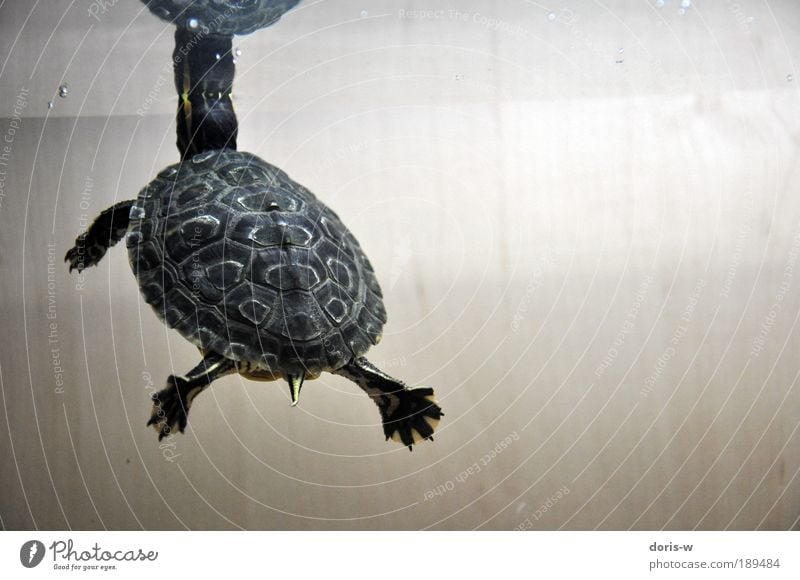 jewellery turtle 3 Esthetic Exotic Turtle Turles Aquarium Stripe Yellow Float in the water Surface of water Water Breathe Beautiful Pet Tortoise-shell Striped