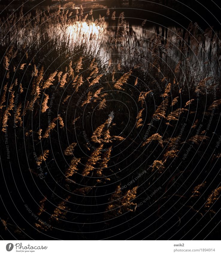 more erroneous Environment Nature Landscape Plant Water Autumn Climate Beautiful weather Bushes Wild plant Reeds Lakeside Pond Movement Illuminate Dark