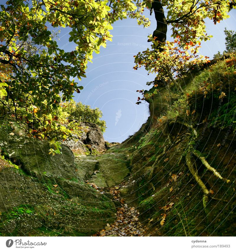 Just before Life Harmonious Well-being Relaxation Calm Trip Far-off places Expedition Environment Nature Landscape Cloudless sky Autumn Tree Forest Rock