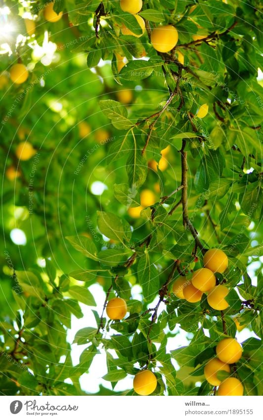 ripe mirabelles on the tree Summer Yellow plum Fruit mirabelle plum tree Plum Vitamin Healthy Eating Potassium Fruit trees Green Colour photo Exterior shot