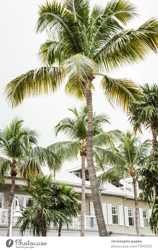 Palm trees in front of the house in Key West / Florida USA Vacation & Travel Summer vacation Tourism Beautiful weather Plant Deserted Foliage plant Wild plant