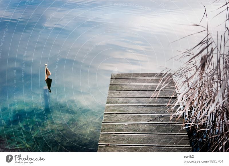 go for a swim Environment Nature Landscape Plant Water Autumn Bushes Leaf Wild plant Reeds Blade of grass Lake Wood Friendliness Wet Blue Turquoise Idyll