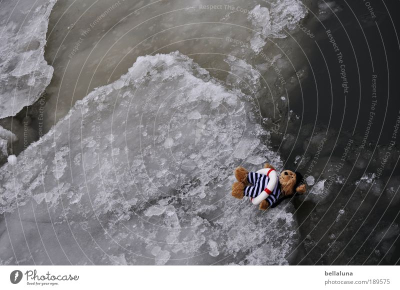 Boatswain on the floe Environment Nature Water Winter Climate Weather Beautiful weather Bad weather Ice Frost River bank Cold Cuddly Chick Loneliness Threat