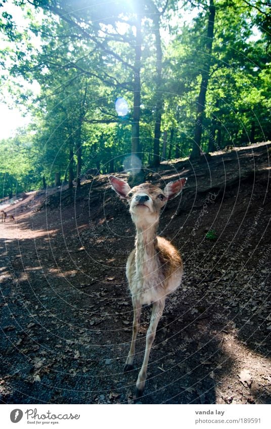 inquisitiveness Hunting Nature Animal Tree Forest Lanes & trails Wild animal 1 Curiosity Cute Calm Timidity Respect Lens flare Fallow deer sika Roe deer