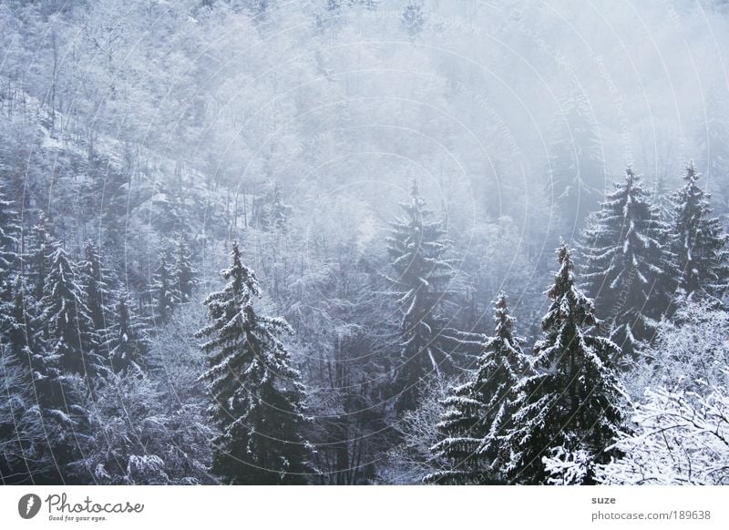 Ghost Forest II Environment Nature Landscape Plant Elements Winter Climate Fog Ice Frost Snow Tree Dream Authentic Dark Cold White Fir tree January Snowscape