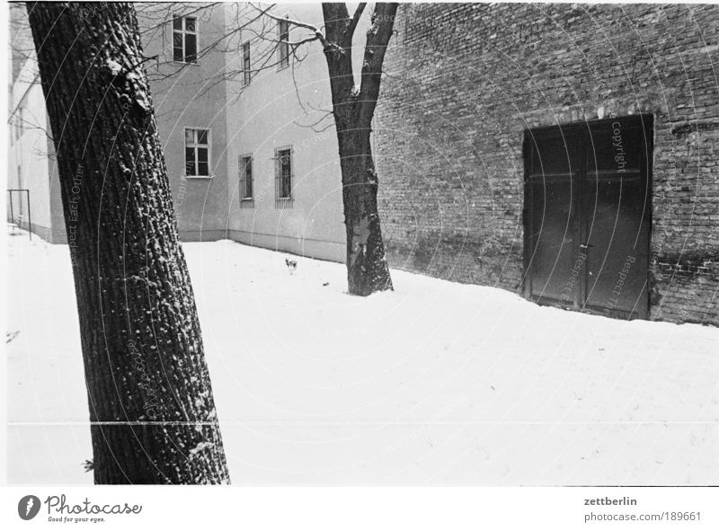 East Venice, 1988 Snow Snowfall Winter Courtyard House (Residential Structure) Tree Wall (barrier) Tree trunk