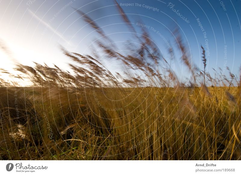 dune grass Calm Nature Landscape Plant Sky Cloudless sky Sunlight Winter Beautiful weather Wind Grass Bushes Coast Blue Brown Loneliness duene Blade of grass