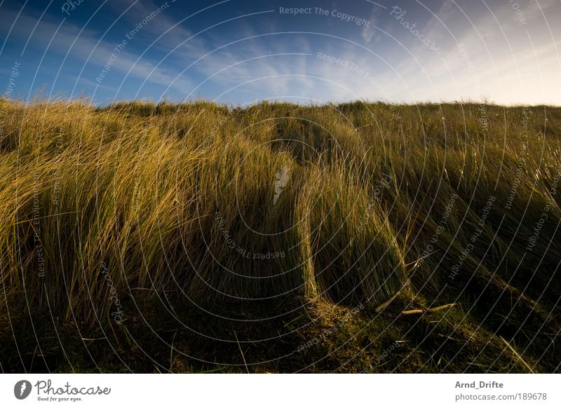 Dune grass 2 Calm Nature Landscape Plant Sky Clouds Winter Beautiful weather Wind Grass Bushes Coast Blue Brown Green Loneliness duene North Sea